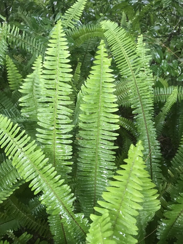 Nephrolepis exaltata