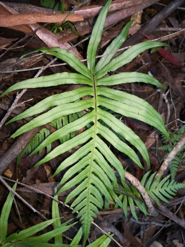 Oceaniopteris cartilaginea