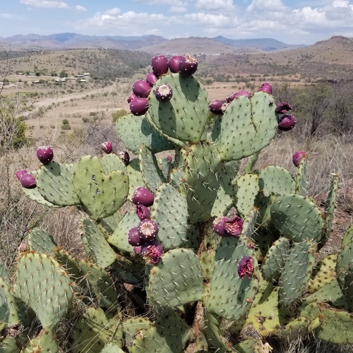 Opuntia engelmannii