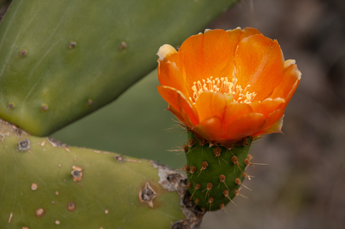 Opuntia ficus-indica