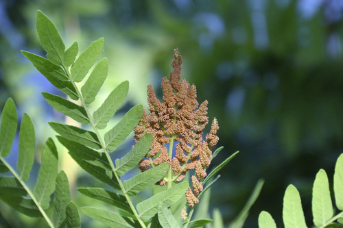 Osmunda regalis
