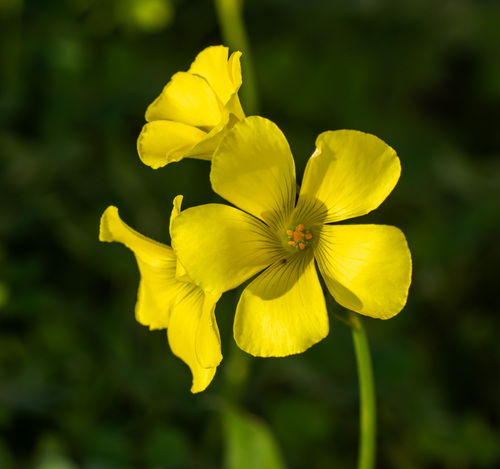 Oxalis pes-caprae