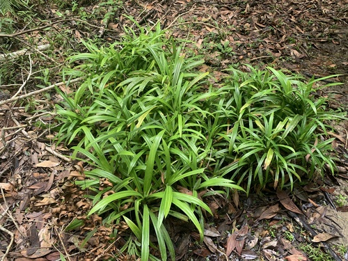 Pandanus amaryllifolius