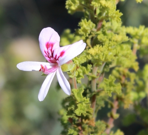 Pelargonium crispum