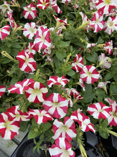 Petunia × atkinsiana
