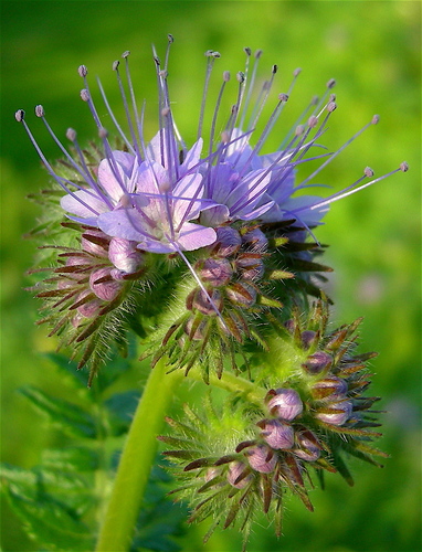 Phacelia tanacetifolia