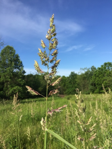 Phalaris arundinacea
