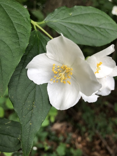 Philadelphus coronarius