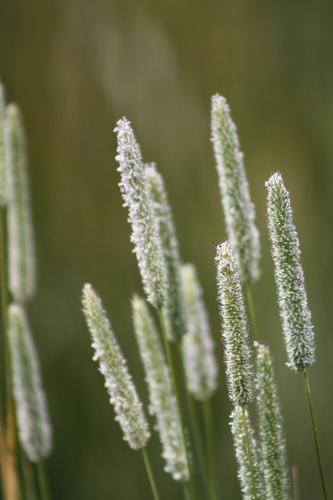 Phleum pratense