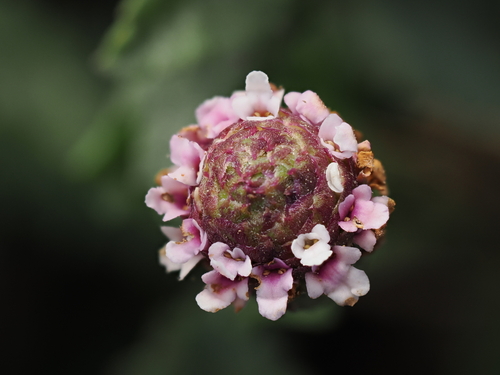 Phyla nodiflora
