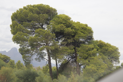 Pinus halepensis