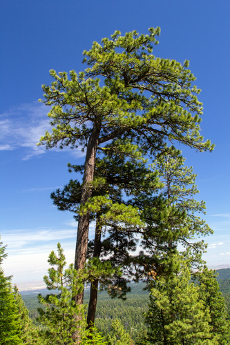 Pinus ponderosa
