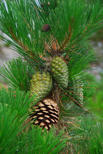 Pinus radiata
