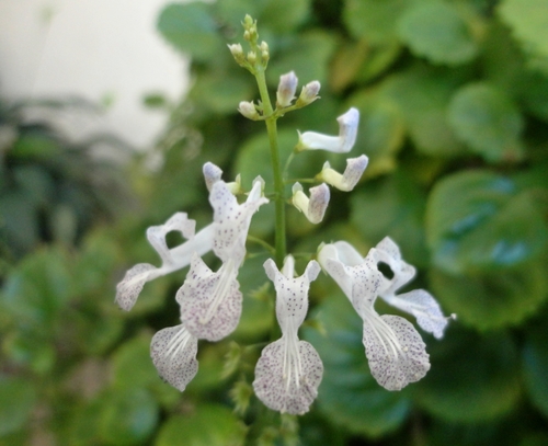 Plectranthus verticillatus