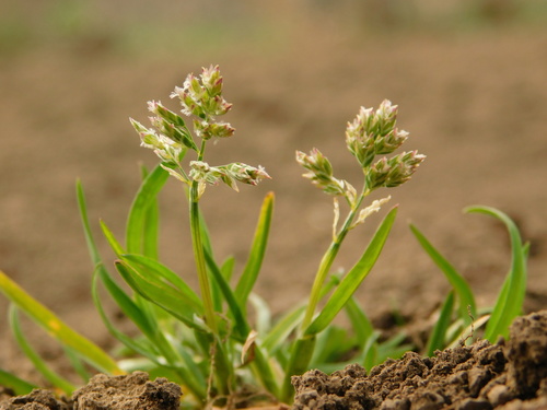 Poa annua