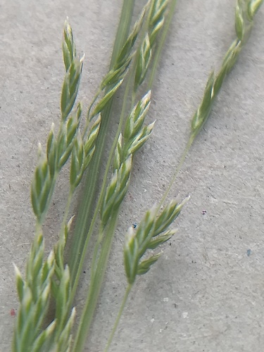 Poa labillardierei