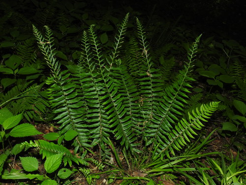 Polystichum acrostichoides