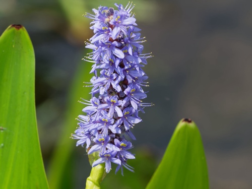 Pontederia cordata
