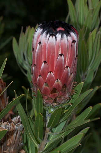 Protea neriifolia