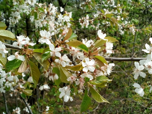 Prunus avium