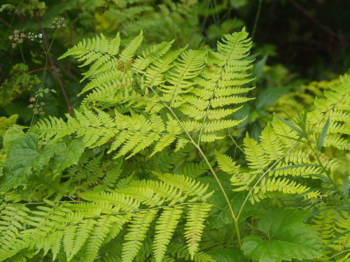 Pteridium aquilinum