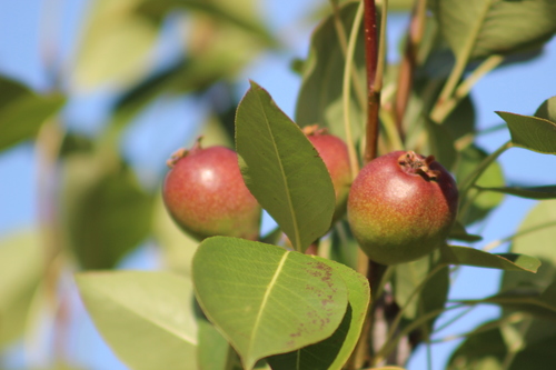 Pyrus communis