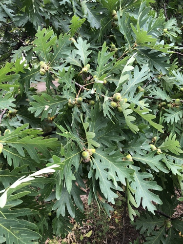 Quercus alba
