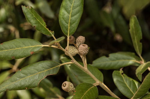 Quercus ilex