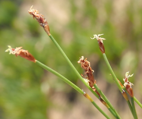 Restio eleocharis