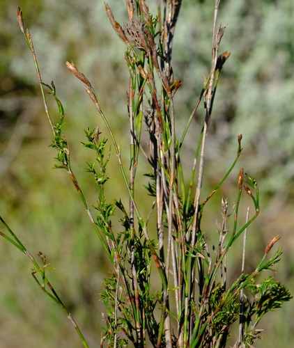Restio multiflorus