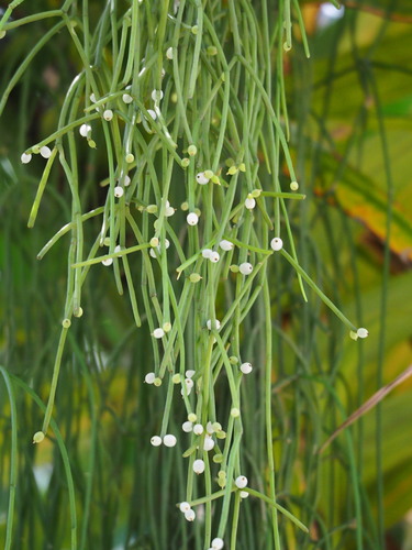 Rhipsalis baccifera