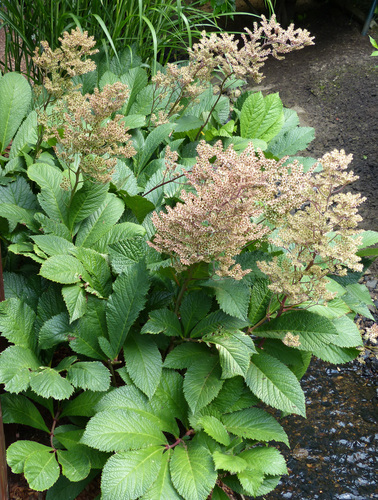 Rodgersia pinnata