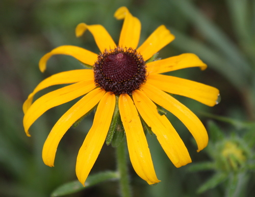 Rudbeckia hirta