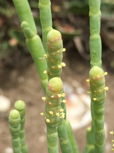 Salicornia perennis