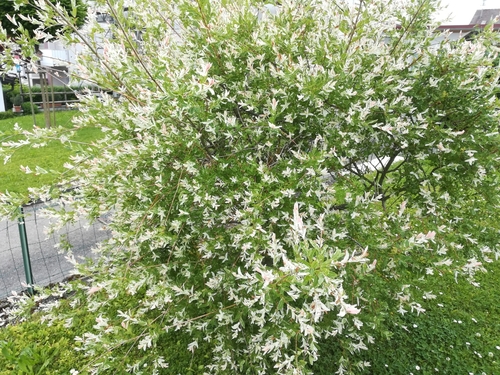 Salix integra