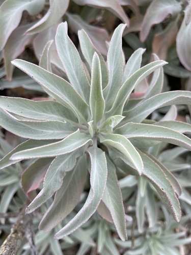Salvia apiana