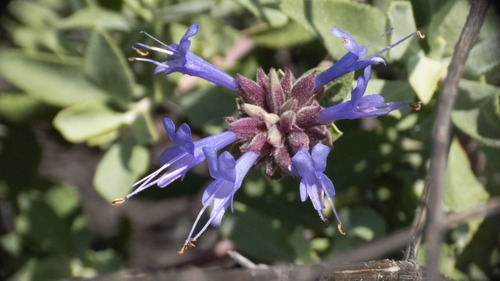 Salvia clevelandii