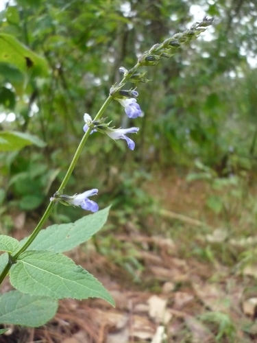 Salvia longispicata