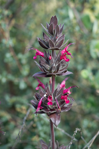 Salvia spathacea