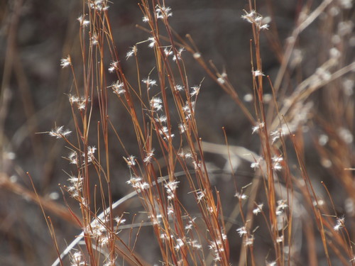 Schizachyrium scoparium