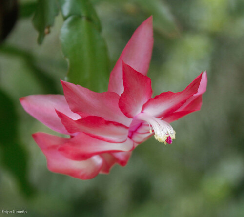 Schlumbergera truncata