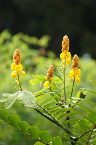 Senna alata