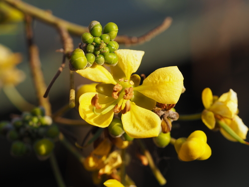 Senna siamea