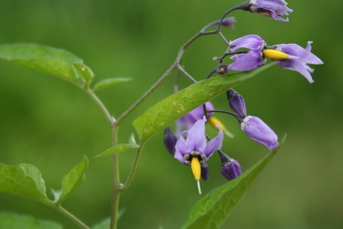 Solanum dulcamara