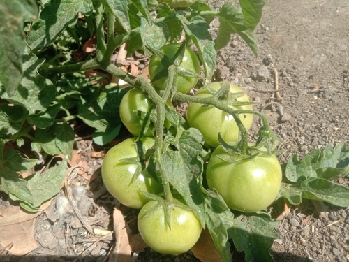 Solanum lycopersicum
