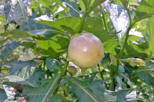 Solanum macrocarpon