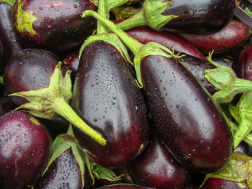 Solanum melongena