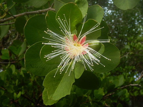 Sonneratia alba