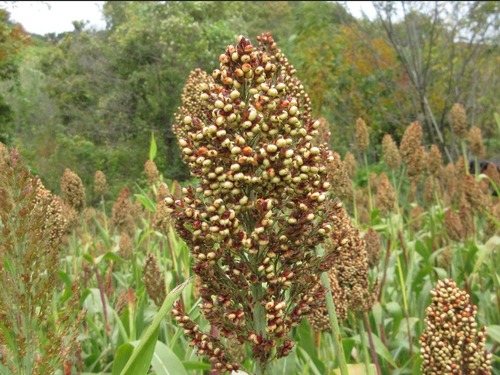 Sorghum bicolor
