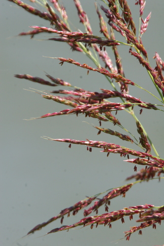 Sorghum halepense